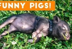 搞笑猪视频在线观看,猪你笑翻！搞笑猪视频在线狂欢盛宴