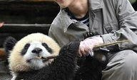 熊猫明星爆料视频在线观看,揭秘幕后精彩瞬间
