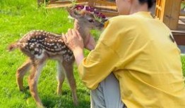 乡居小鹿爆料视频大全最新,揭秘乡村生活新篇章