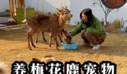 乡居小鹿爆料视频大全最新,揭秘乡村生活新篇章