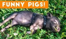 搞笑猪视频在线观看,猪你笑翻！搞笑猪视频在线狂欢盛宴