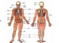人体模型最新爆料图集,前沿科技与人体奥秘的完美融合