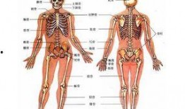 人体模型最新爆料图集,前沿科技与人体奥秘的完美融合