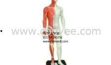 人体模型最新爆料图集,前沿科技与人体奥秘的完美融合