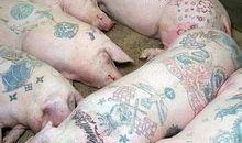 刺青电影完整版2007在线观看,2007年惊悚悬疑电影，在线观看完整版