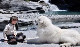 灵犬雪莉在线观看完整,忠诚守护，勇闯天涯