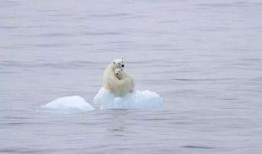 北极熊爆料视频,震撼爆料的极地生存真相