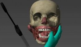 人体模型最新爆料图集,前沿科技与人体奥秘的完美融合