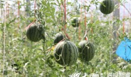 莒县网红吃瓜视频搞笑,笑料百出，欢乐无限