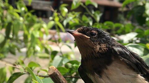 娱乐吃瓜009老燕子,揭秘老燕子背后的故事与传奇